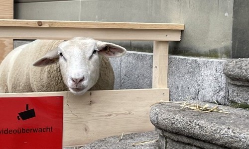 Weihnachtsschäfli auf dem Bahnhofplatz