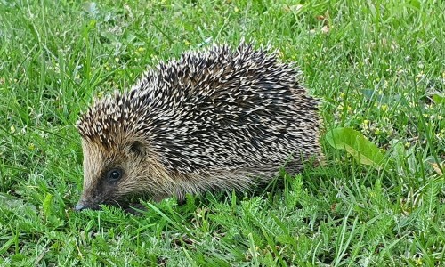 Der Igel - Nachbar und Wildtier