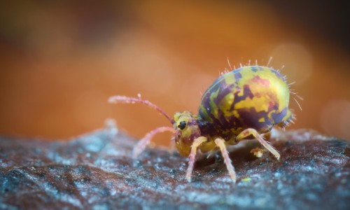 Winzlinge ganz gro&szlig;. Eine Foto-Safari auf einem Quadratmeter Konstanz