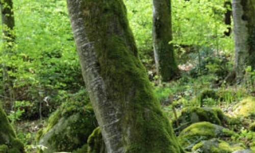 Visite guid&eacute;e - Le r&eacute;veil de la for&ecirc;t japonaise