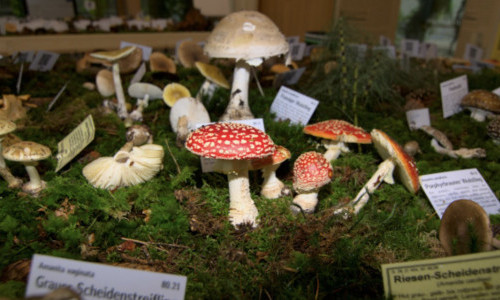 Pilzausstellung
