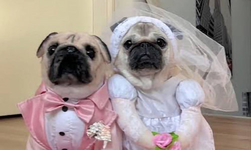 Marriage Party