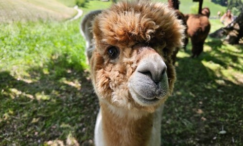 Schmalenhof im Emmental