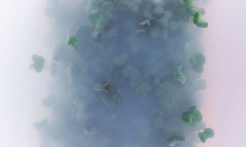 Nicolas Henri &ndash; Event Horizon: Vernissage