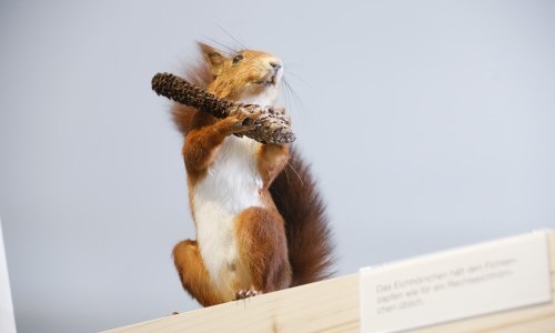 Eichhörnchen in Winterthur - was machen sie den ganzen Tag?