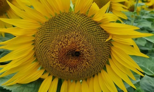 MZH Kleind&ouml;ttingen