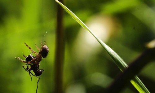 Spinnen auf der Jagd