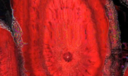 Hitparaden Party – Silverster Edition