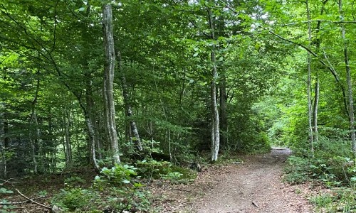 Freiluft-Vortrag &laquo;Ohne Pilze kein Wald&raquo;