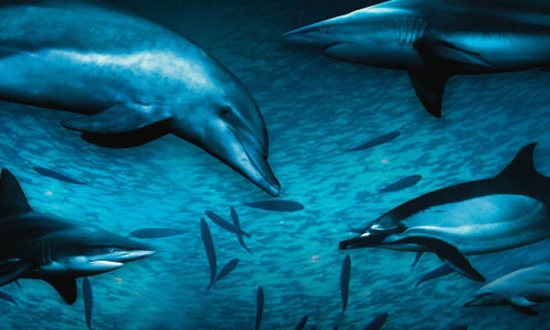 Film Zmorge Wild Ocean 3D