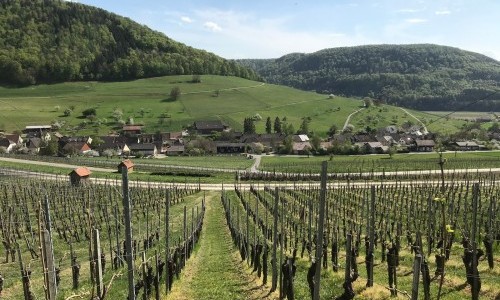 Cafe Sabato im Weingut Stoll