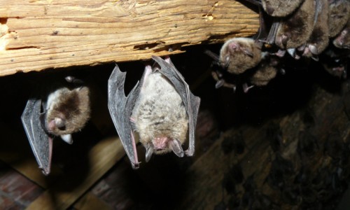 Flederm&auml;use unterm Museumsdach&nbsp;