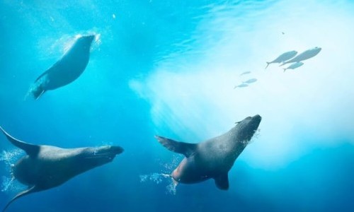 Arte: Re: Fischer gegen Robben