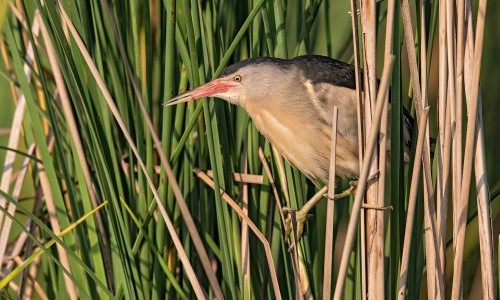 Sommer mit den Ranger/-innen