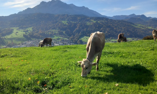 Sonnenberg