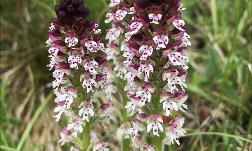 Orchideen-Paradies: Aargauer Erlinsbach