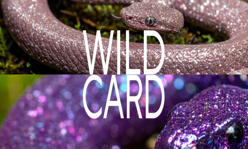 Wild Card Dezember