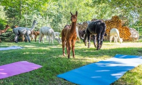 Yoga inmitten Alpakas