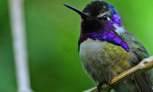 EarlyBird Morgenmusik