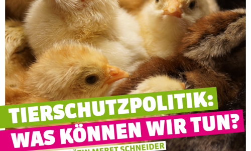 Tierschutzpolitik: Was sind die gr&ouml;ssten Missst&auml;nde und was k&ouml;nnen wir tun?