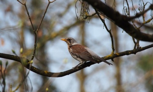 Tier um vier im Naturama-Garten: Wacholderdrossel