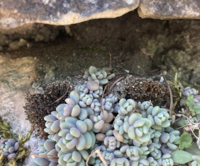 Ohne Wasser, ohne Boden - Überleben unter Extrembedingungen