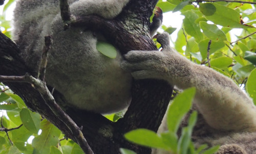B&auml;ume in Australien - 600 Eukalyptus-Arten und ein w&auml;hlerischer Koala