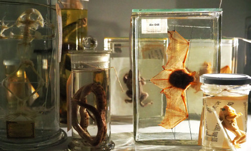 Halloween im Naturama