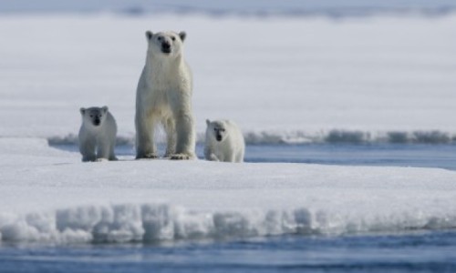K&ouml;nigreich Arktis
