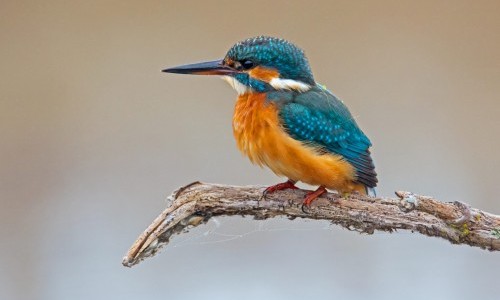 Der Eisvogel &ndash; Vogel des Jahres 2026