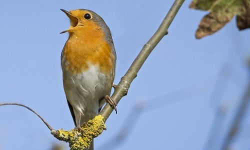 "Zwitscherzeit!" Vogelstimmen und Musik