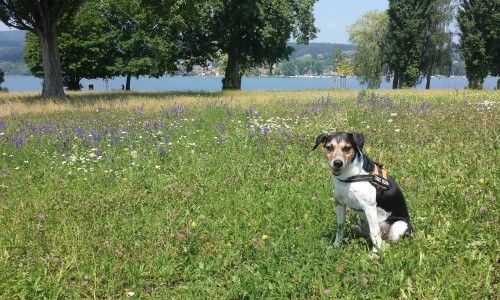 Aula der Schule Feldbach, Im Feldbach 5, Steckborn