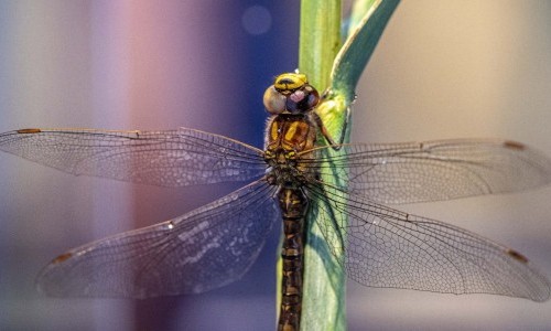 F&uuml;hrung in der Sonderausstellung &laquo;Krabbler &ndash; unheimlich faszinierend&raquo;