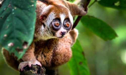 Borneo - Leben im Regenwald