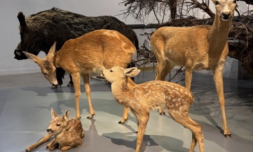 Naturmuseum Winterthur