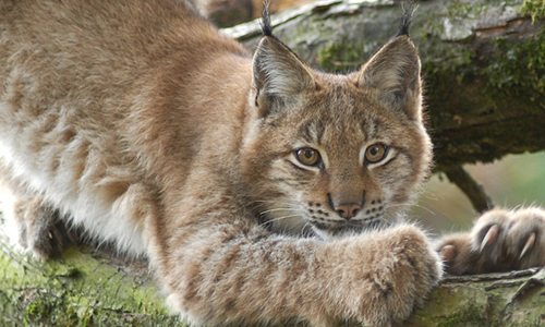 Tierpark Lange Erlen