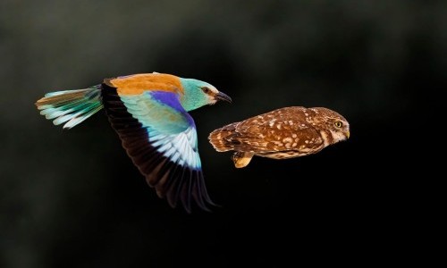 Sonntagsf&uuml;hrung: Wildlife Photographer of the Year