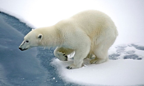 Eisb&auml;r trifft Pinguin? Wer lebt wo?