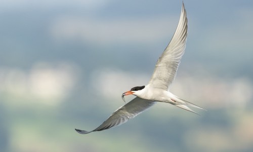 Sommer mit den Ranger/-innen