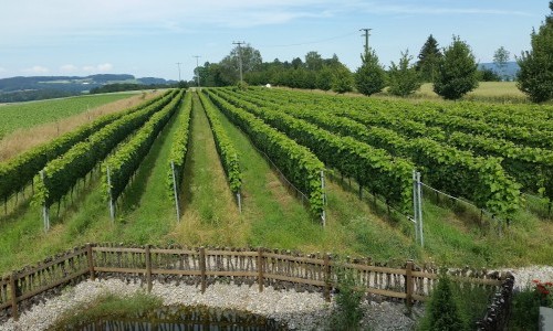 Uesslingen/TG, Bioweingut Roland und Karin Lenz