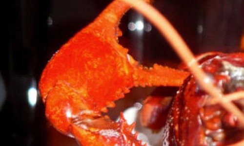 Th&eacute;&acirc;tre - Henry IV