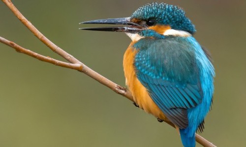 Vogel des Jahres 2026: Der Eisvogel