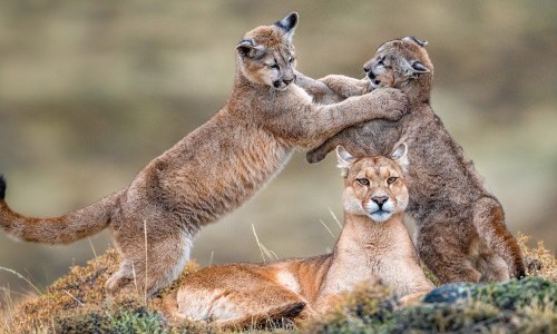 Explora pr&auml;sentiert: Patagonien