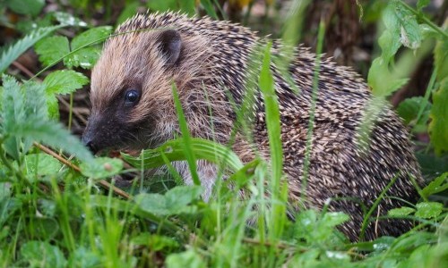 Tier um vier im Naturama-Garten: Igel