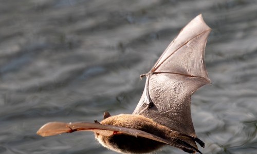 Informationsanlass StadtWildTiere Luzern