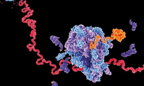 Pandemie – Impfung – Verlauf: Resultate und Erkenntnisse