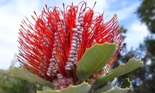 Vortrag «Flora Australis»