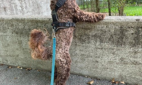 Ensemble des Kellertheaters Bremgarten: De Herr Bello und s blaue Wunder