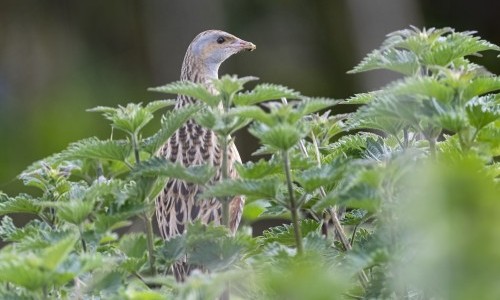 Vortrag: Der Wachtelk&ouml;nig
