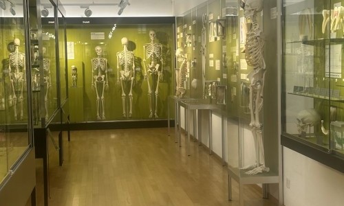Anatomisches Museum